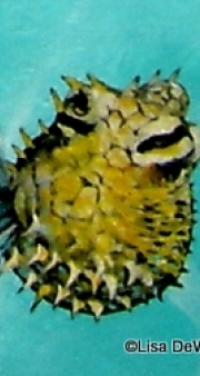 porcupine-fish
